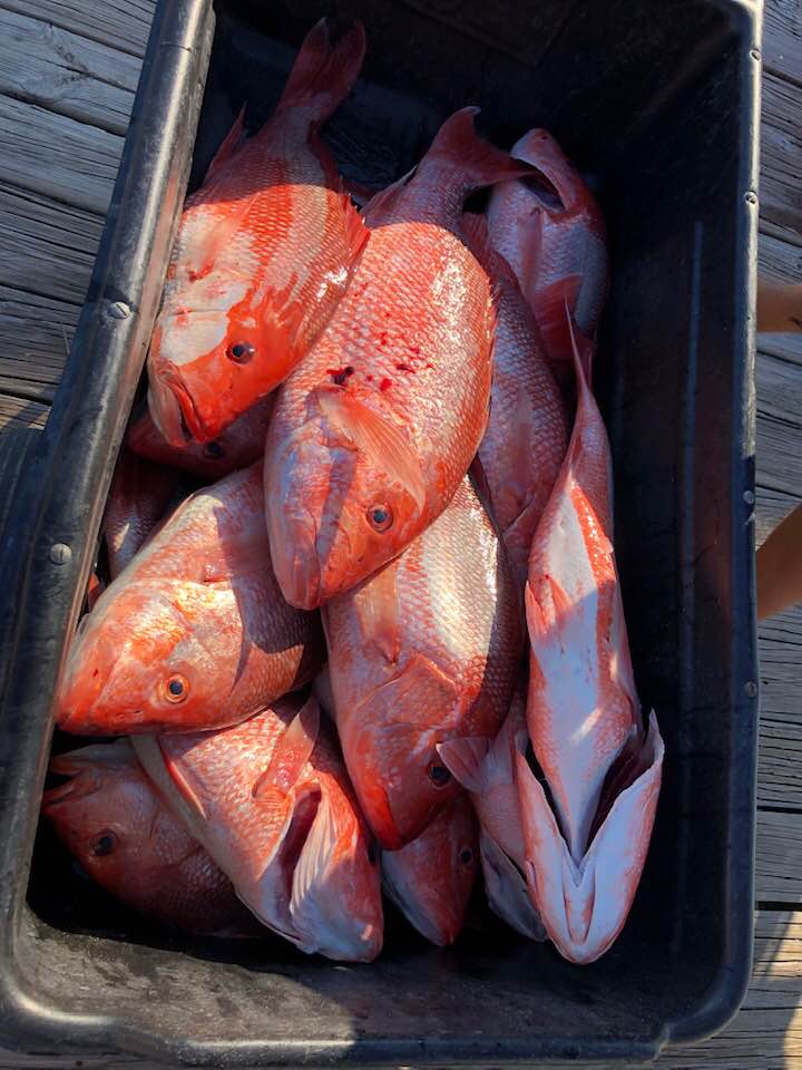 Red Snapper caught near Dauphin Island, AL