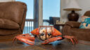 Lets Get Crabby at Dauphin Island